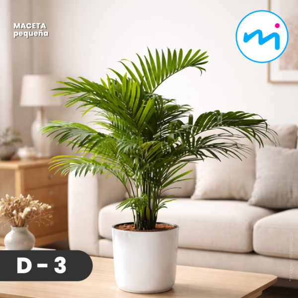 D-3 l Maceta pequeña-A